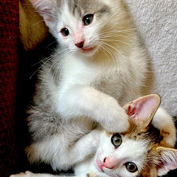 🪺Welcome to my closet🪺 - Picture 3 of 15